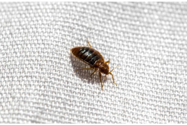 19. How To Find Bed Bugs During The Day In Simple Ways1