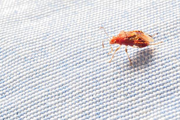 What Smell Do Bed Bugs Hate: 13 Things You Need To Know