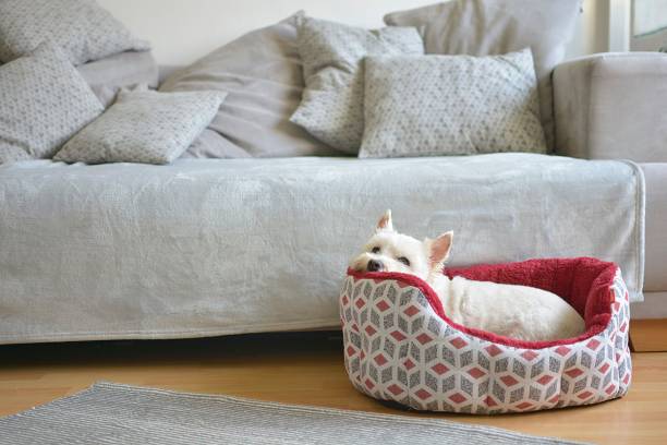 Why Do Dogs Scratch Their Beds? How To Protect Dog's Bed Against Scratching?