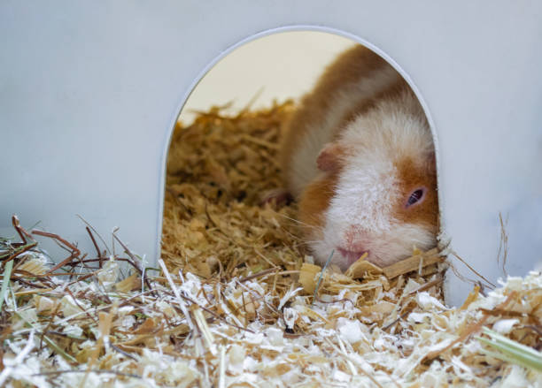 Do Guinea Pigs Sleep With Their Eyes Open? Here Is The Answer!