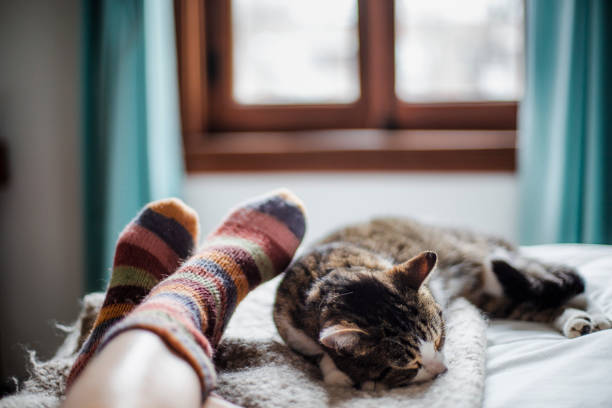 Why Do Cats Sleep At Your Feet? (7 Reasons)